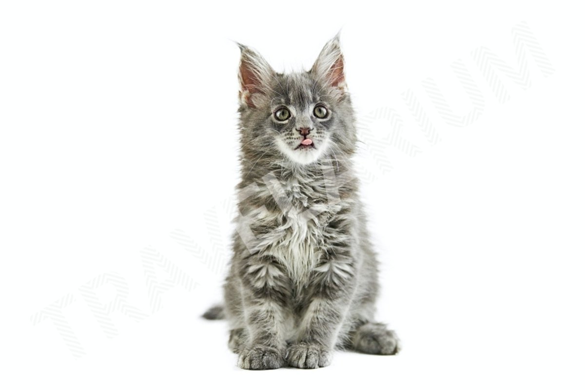 Maine coon kitten, isolated example image 1