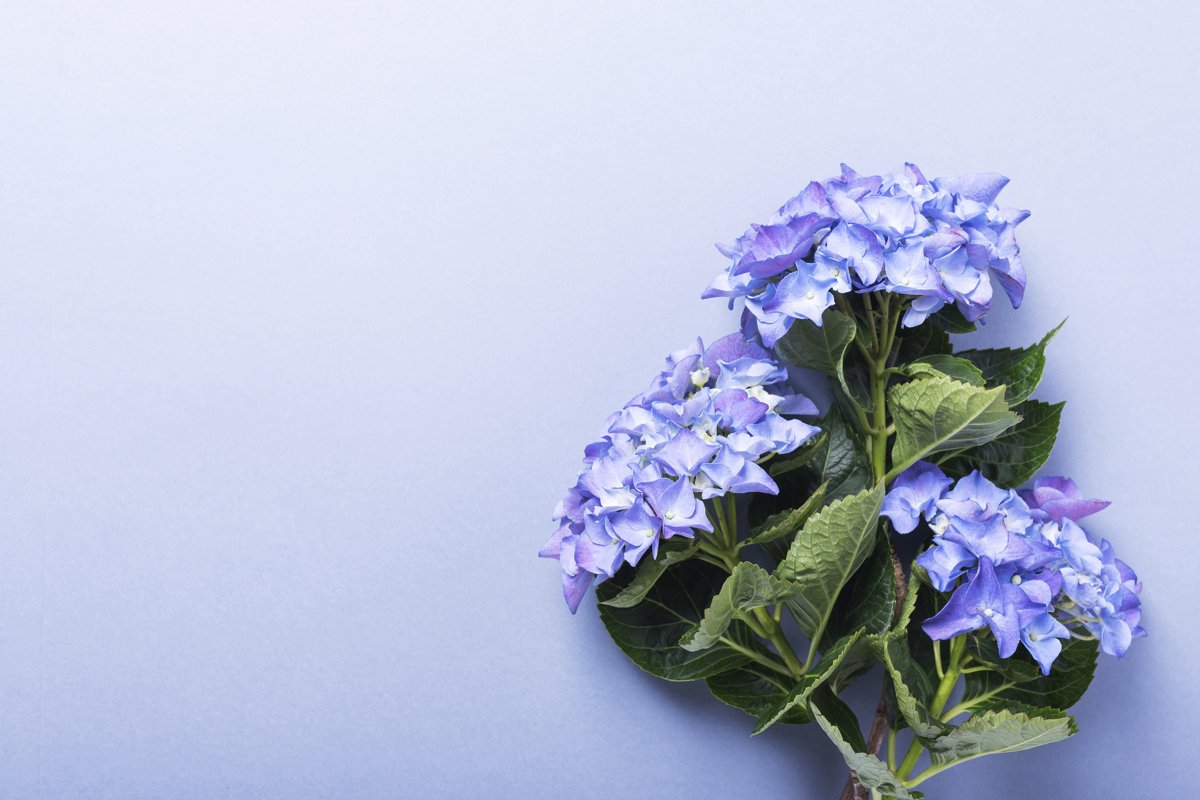 Wedding invitation card with amazing blue hydrangea flowers example image 1