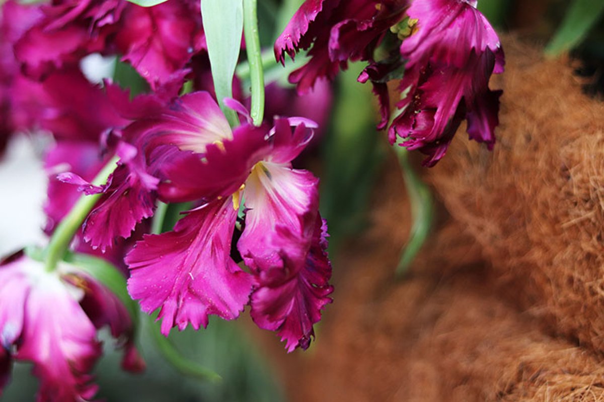 purple flowers tulips close up example image 1