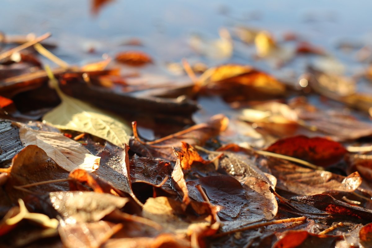 autumn leafs close up example image 1