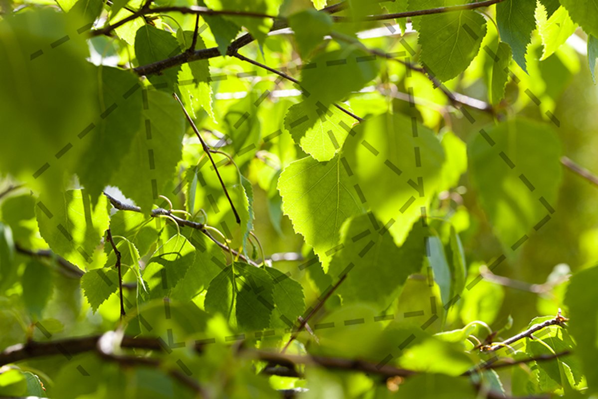 birch leaves example image 1