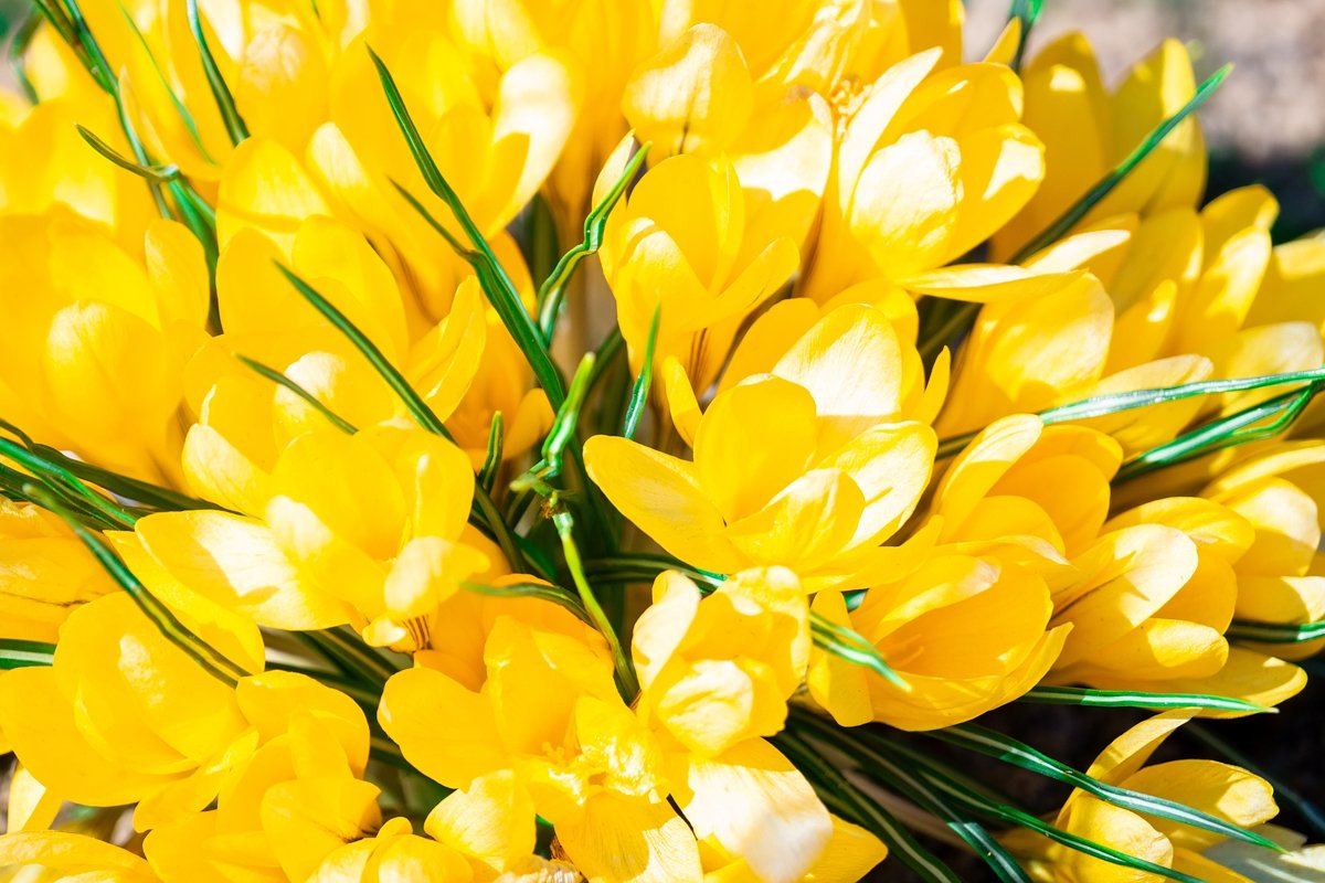 Yellow crocus flowers example image 1
