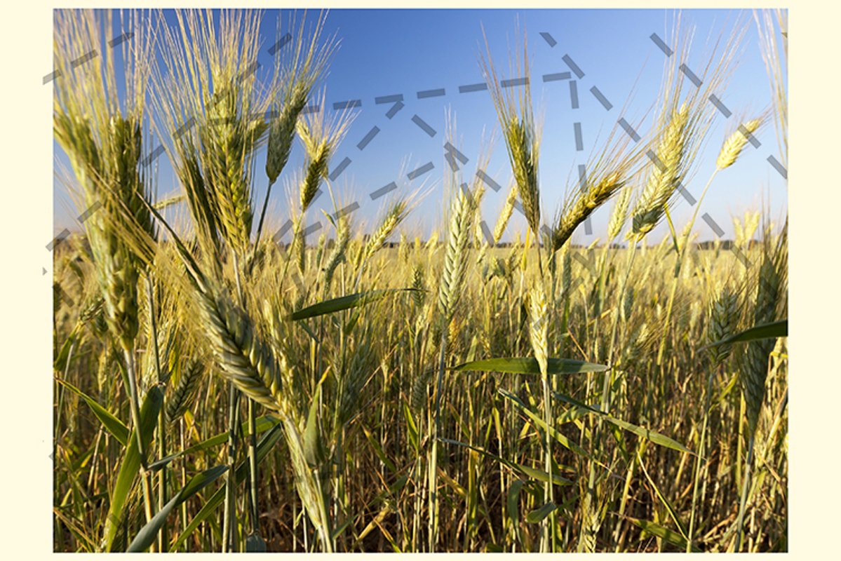 green yellow rye example image 1