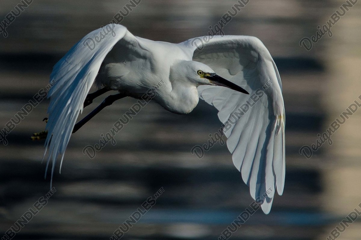 Stock Photo - Great Egret in flight example image 1