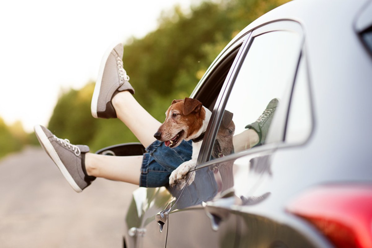 Legs of a girl sticking out of a car window next to a dog example image 1