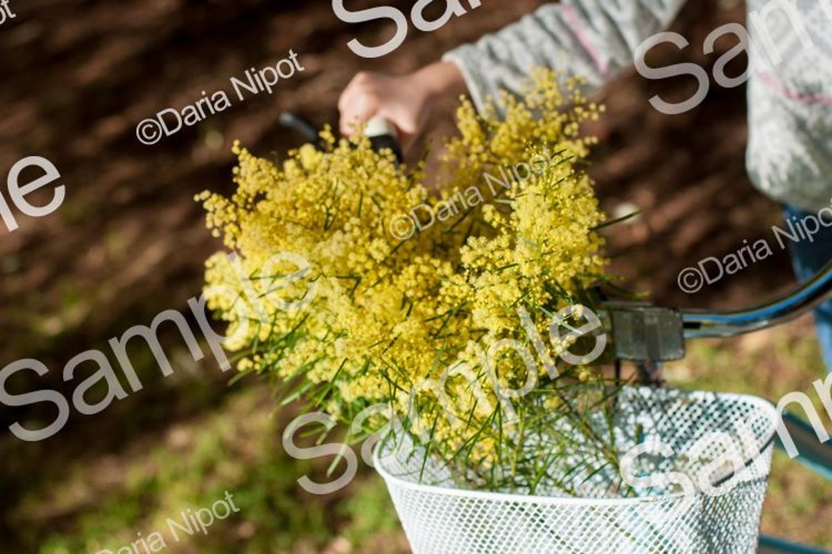 Wattle tree flowers. Mimosa. Acacia example image 1