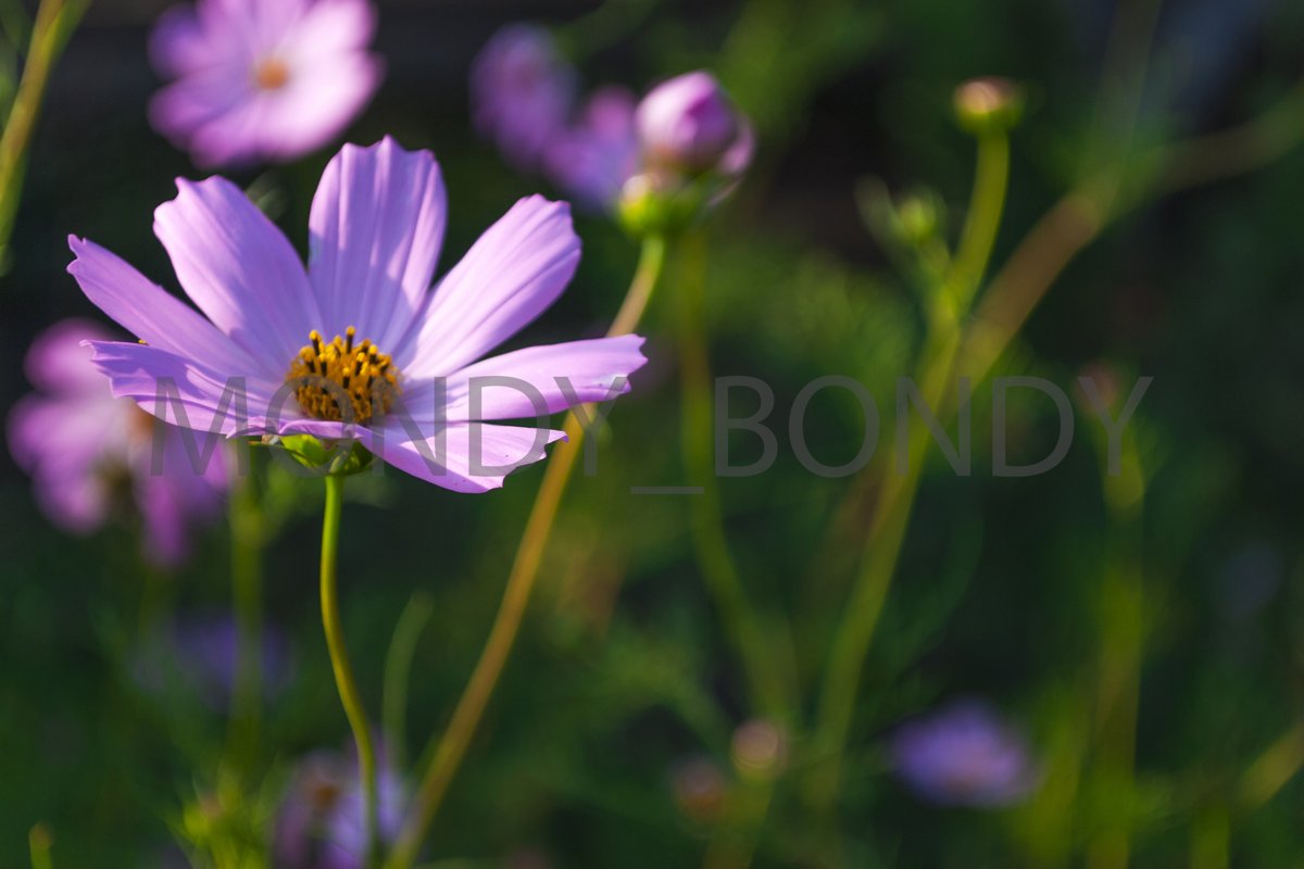 Cosmos bipinnatus lilac close up example image 1