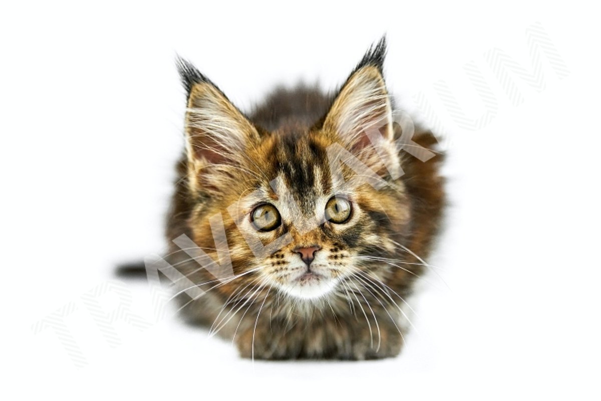 Tortoiseshell Maine coon kitten, isolated. example image 1