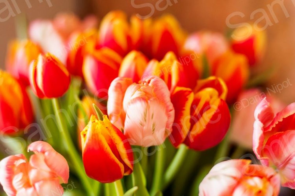 Bouquet of beautiful colorful tulips example image 1