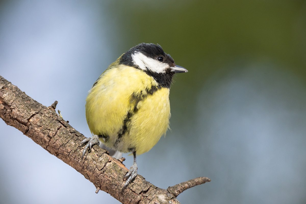 the bird Park in winter Parus major example image 1