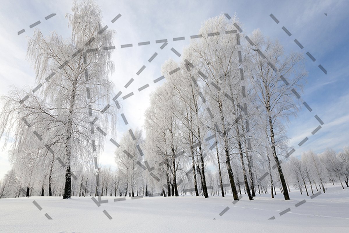 trees in winter example image 1