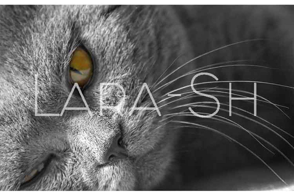 British blue Shorthair cat example image 1