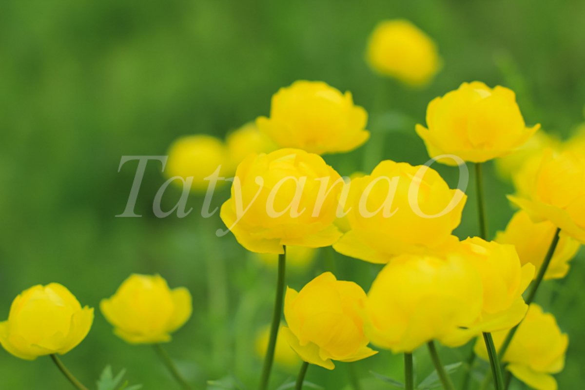 Beautiful yellow Globeflowers European floral background. example image 1