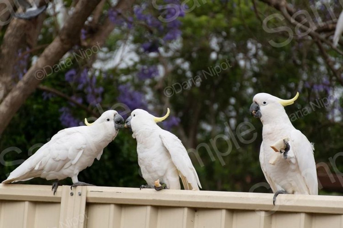 Cockatoos on a fence example image 1