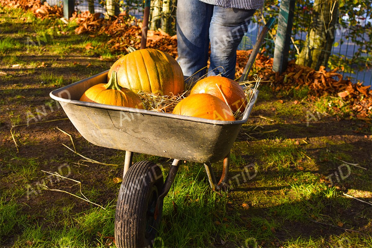 Pumpkins are in a garden wheelbarrow. Halloween example image 1
