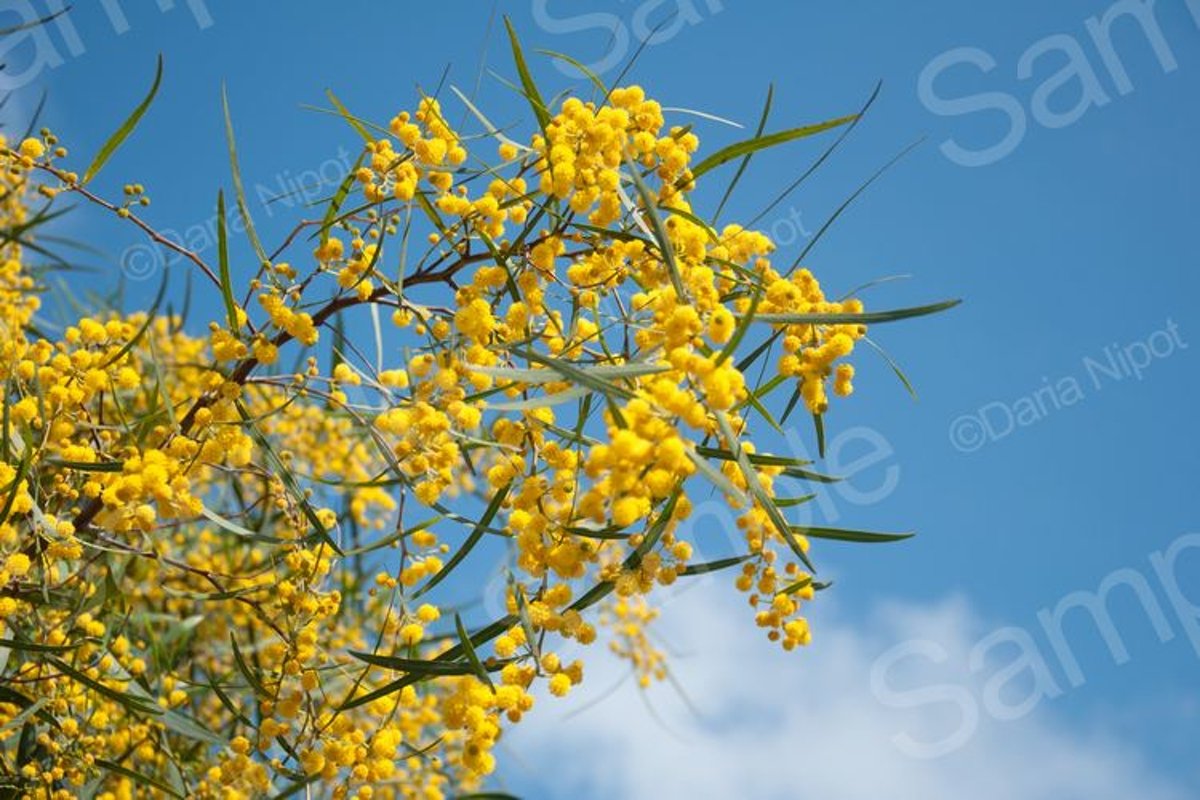 Golden wattle tree flowers. Mimosa. Acacia example image 1