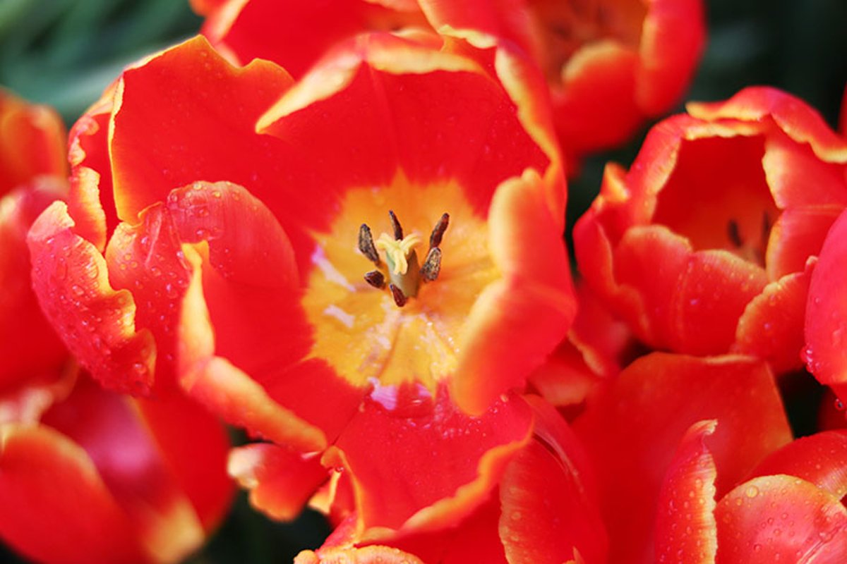 red flowers tulips close up example image 1
