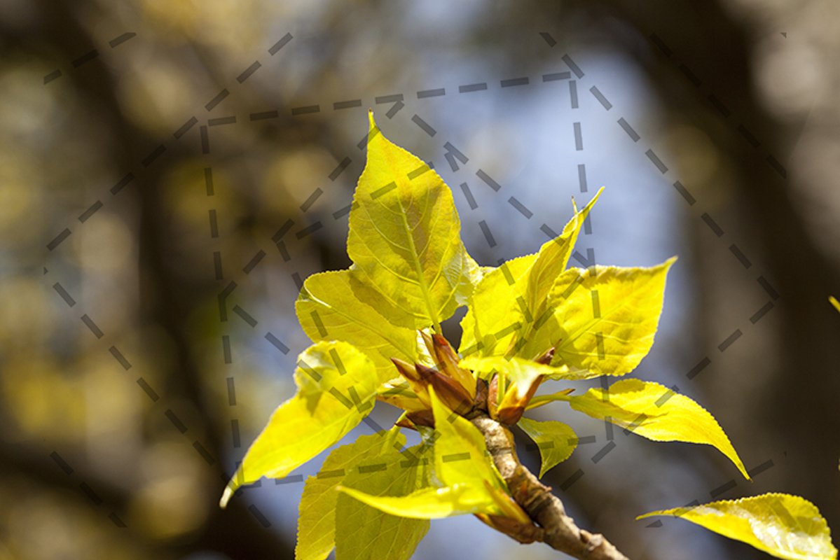 linden trees in the spring example image 1