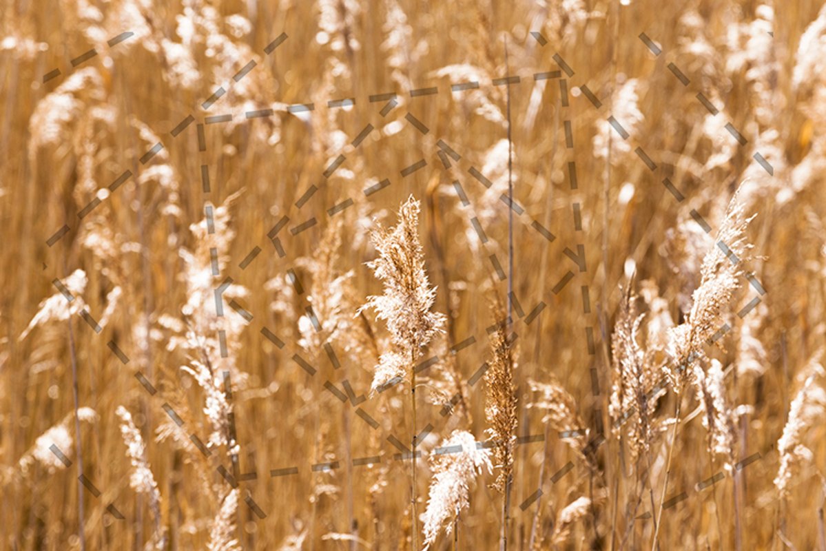 autumn grass, close-up example image 1