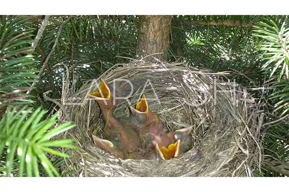 Baby birds turdus pilaris chicks in nest example image 1