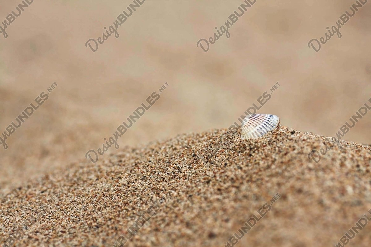 Stock Photo - Seashell on the sand example image 1