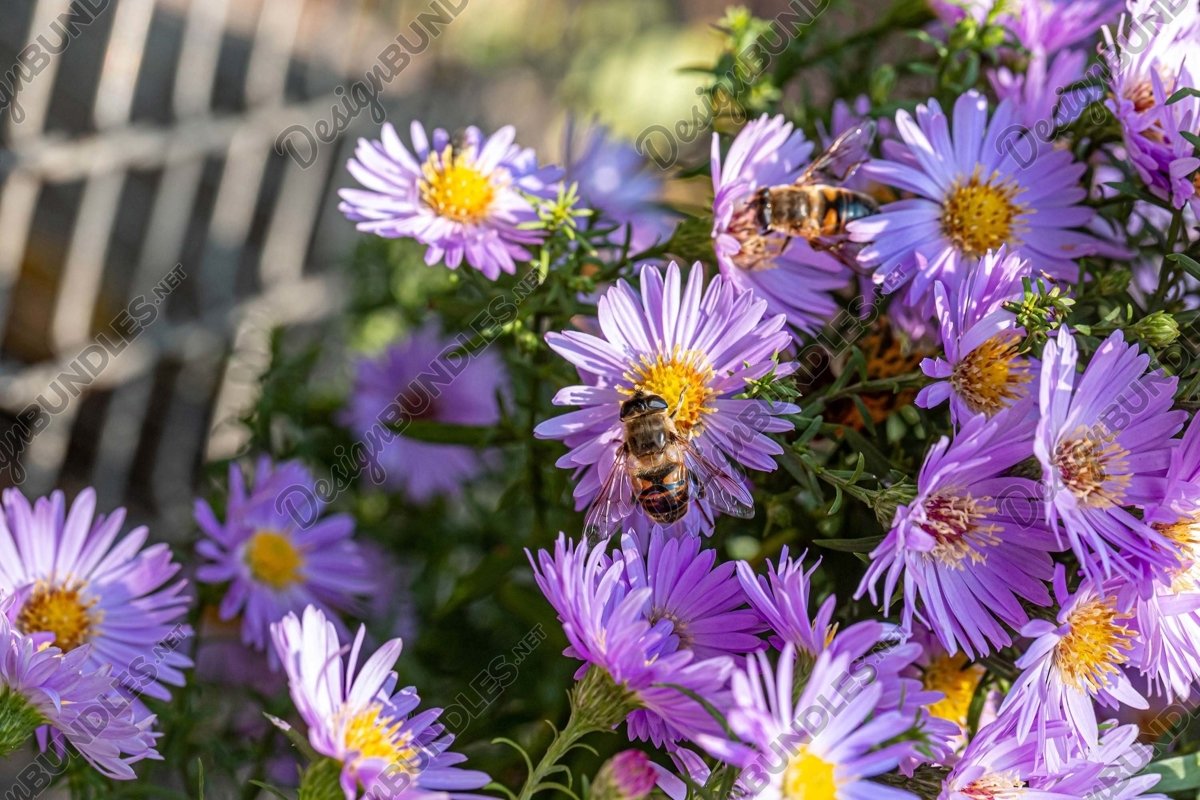 Stock Photo - Close-Up Of Purple Flowering Plants example image 1