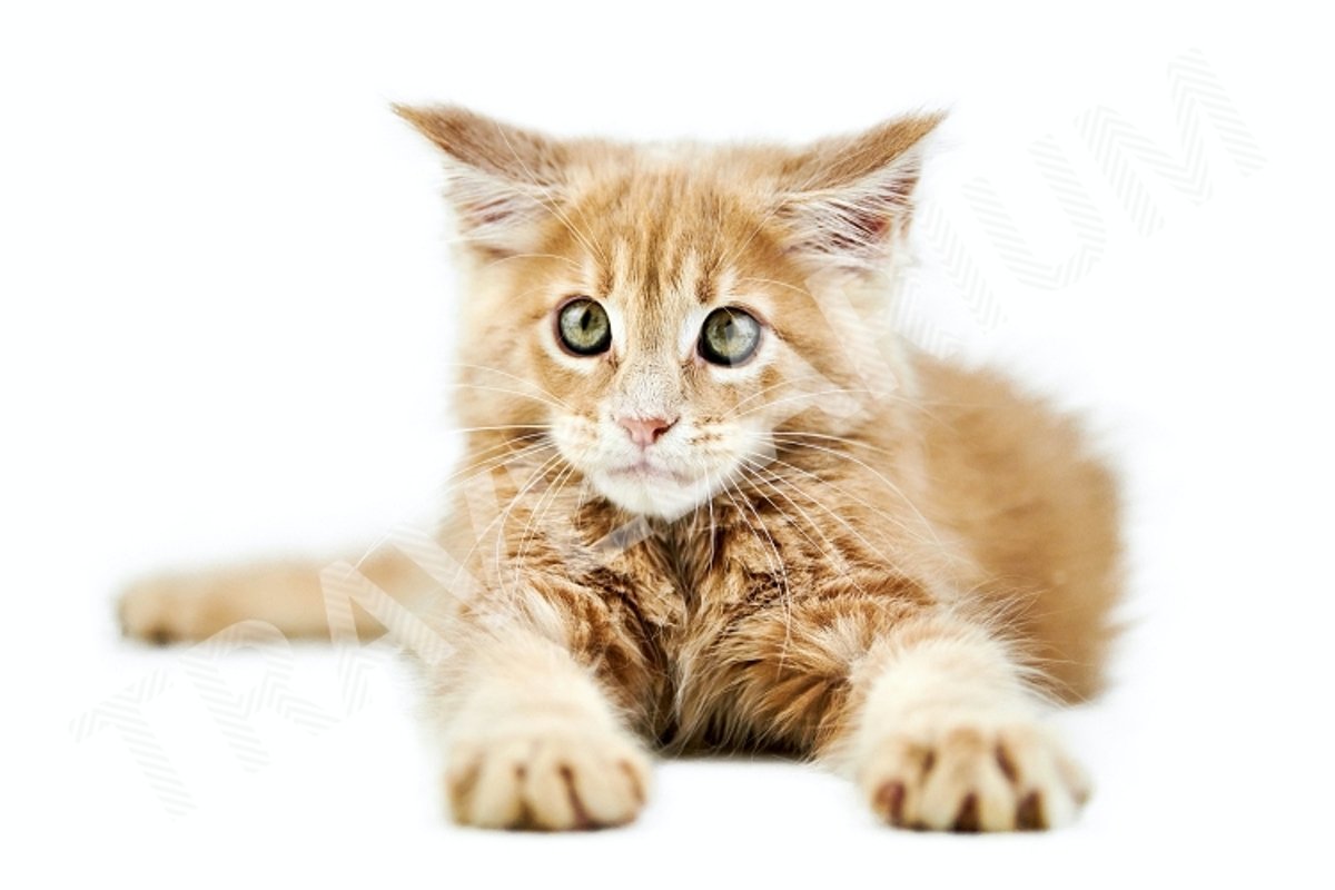 Maine coon kitten, isolated example image 1