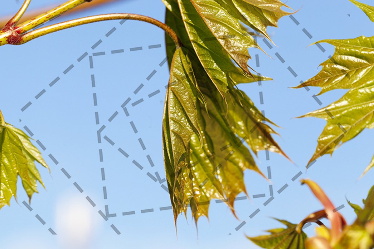 green maple leaves example image 1