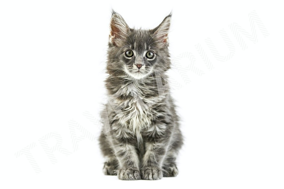 Maine coon kitten, isolated example image 1