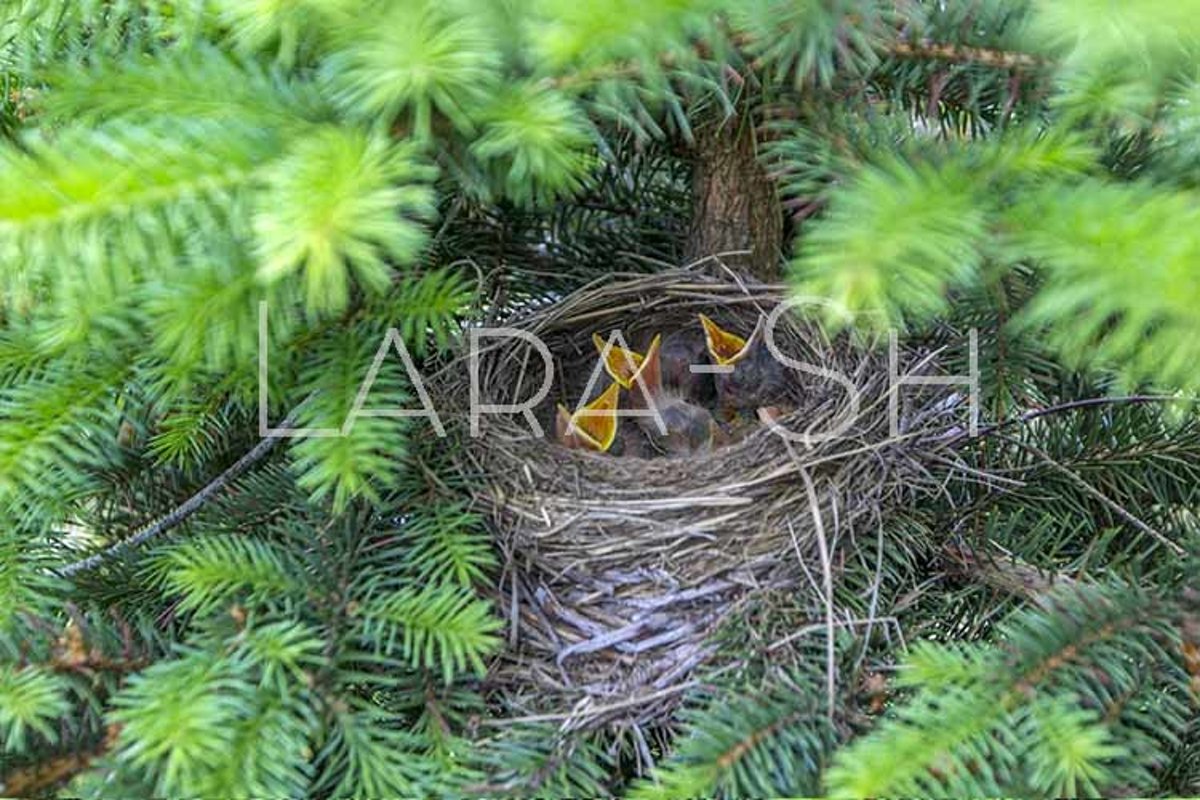 Baby birds turdus pilaris chicks in nest example image 1