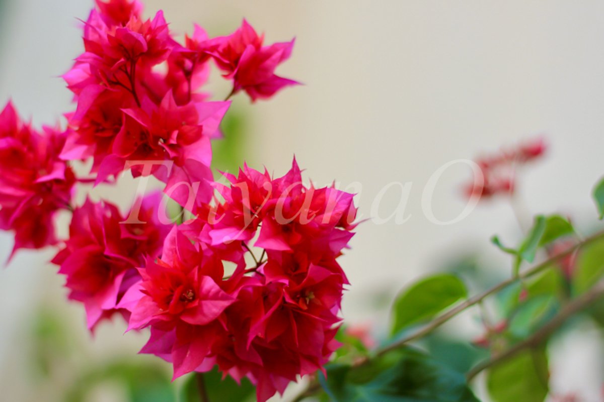 Beautiful floral background. example image 1