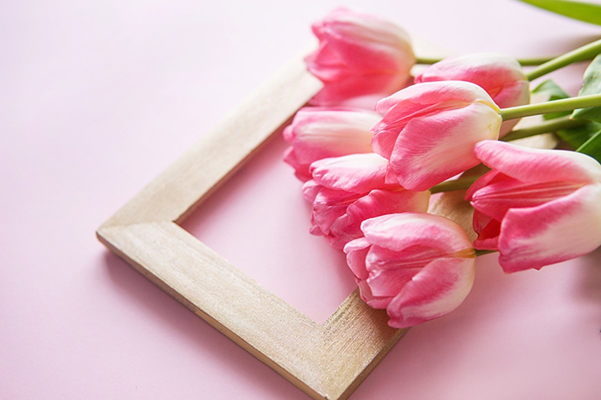 Pink Tulip flower are arranged on a pink background. example image 1