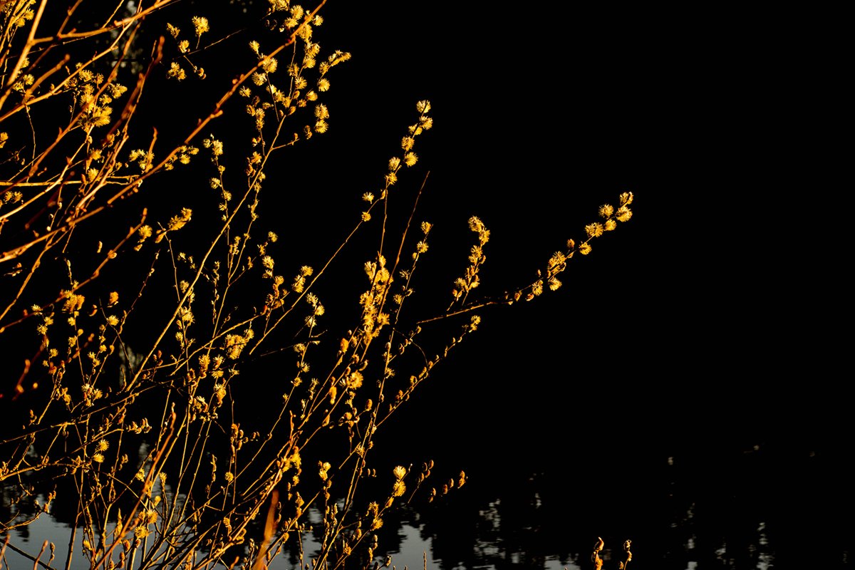 Orange buds on a tree. Nature. Spring. Morning. example image 1