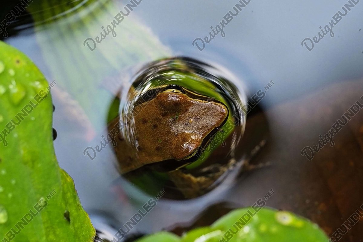 Stock Photo - Bullfrog Peeking Out example image 1