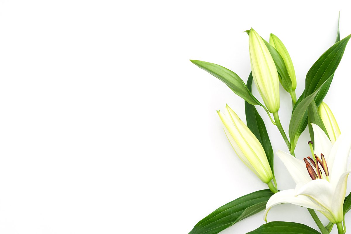 Beautiful blooming lily flower on white background example image 1