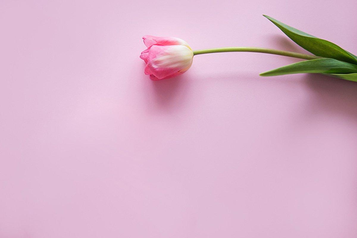 Pink Tulip flower are arranged on a pink background. example image 1
