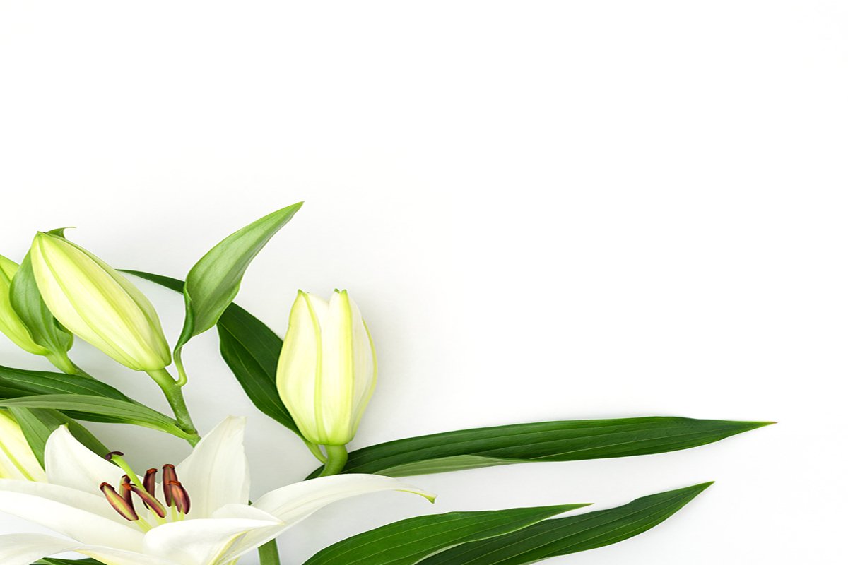 Beautiful blooming lily flower on white background example image 1
