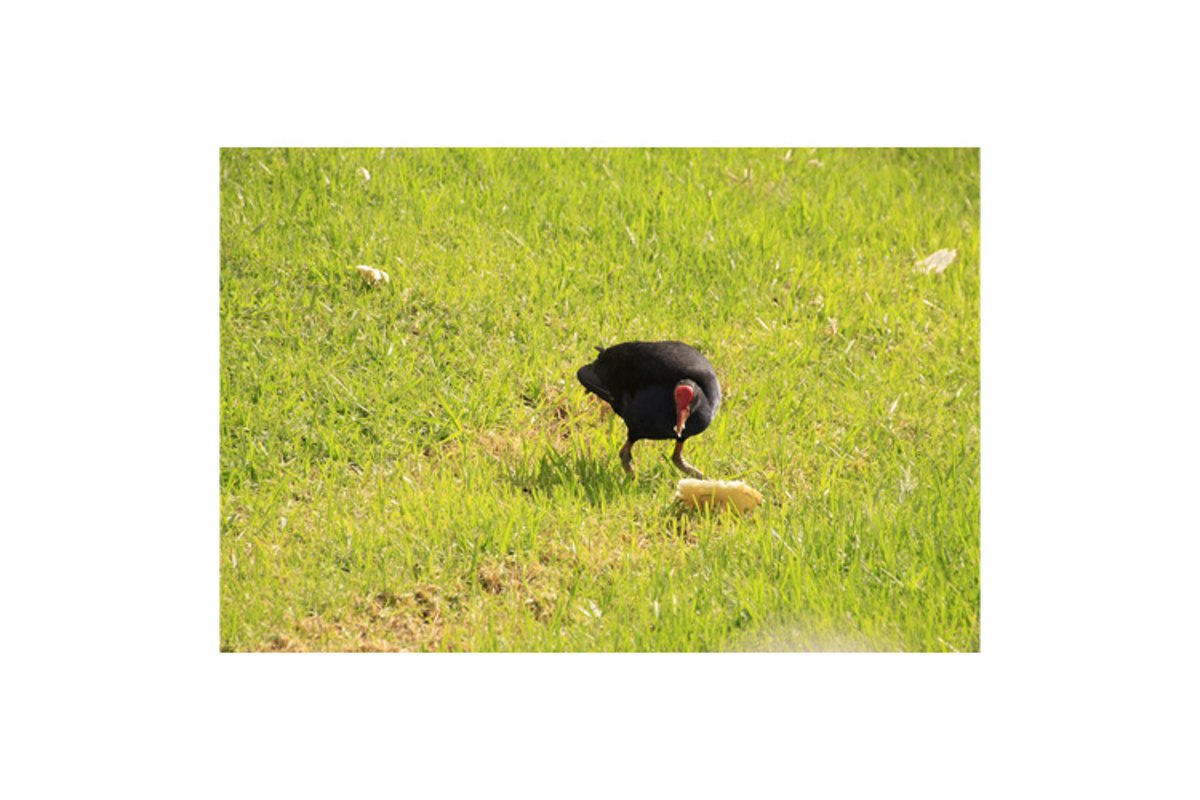 Photo of the Australasian swamphen or pukeko example image 1