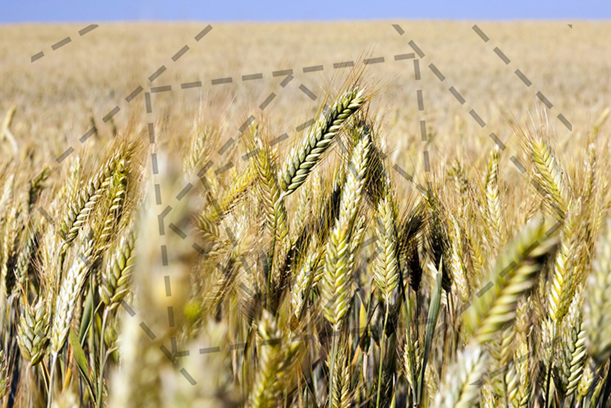 field in summer example image 1