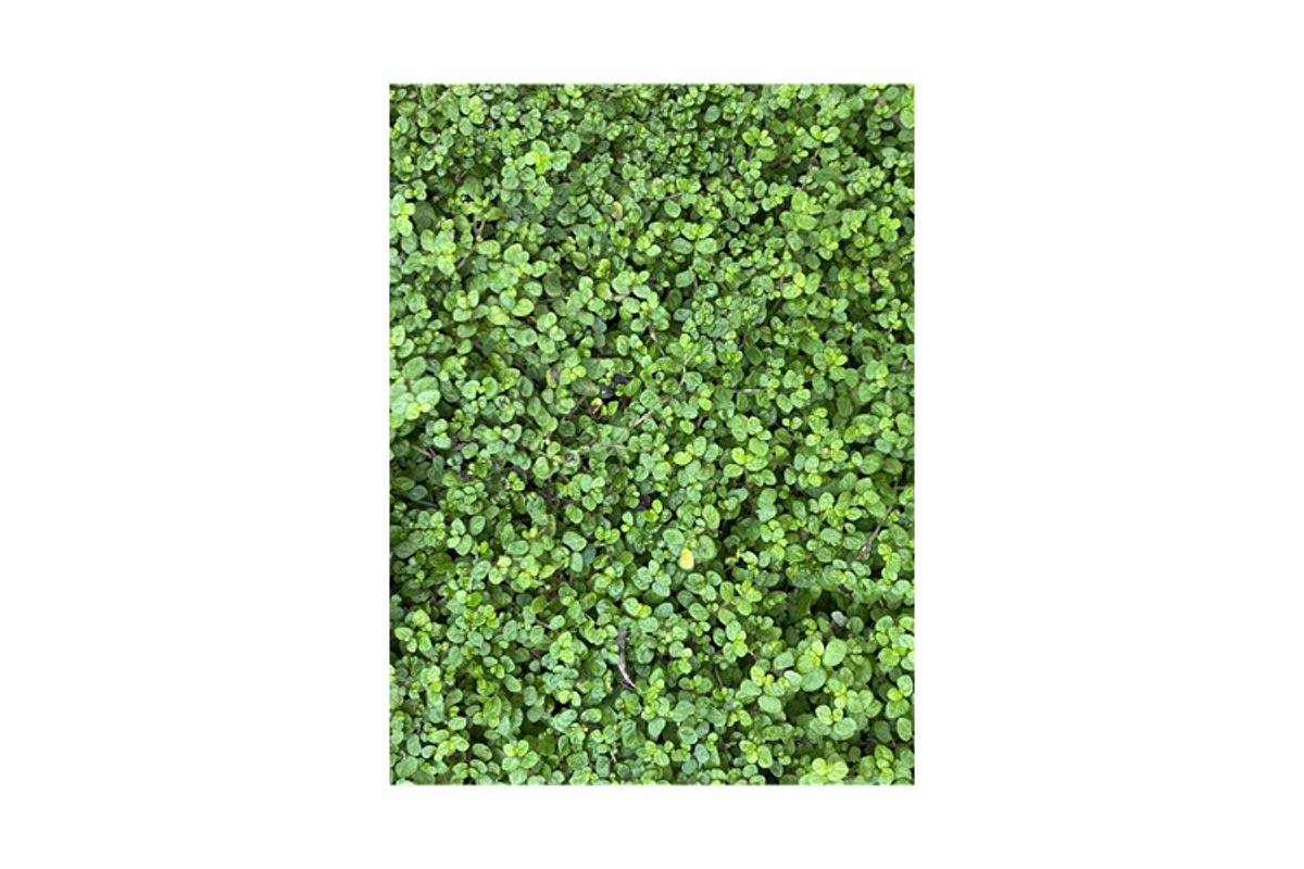 Photo of Baby tears or Soleirolia soleirolii Plant example image 1