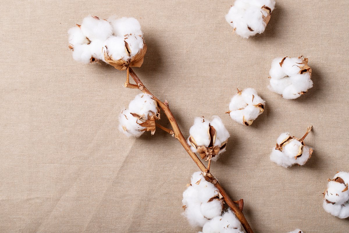 Dry cotton flower example image 1
