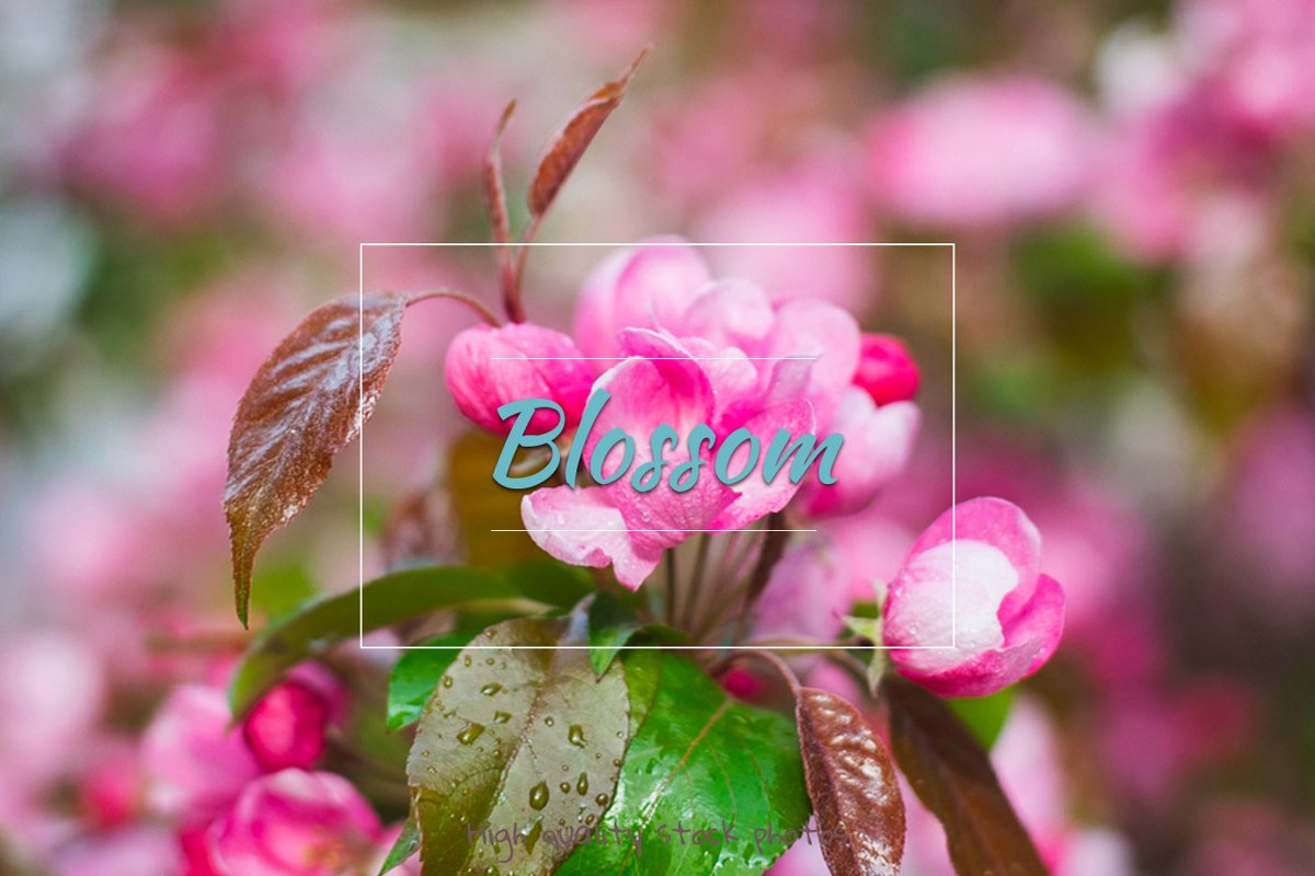 Blossom, spring Flowers example image 1