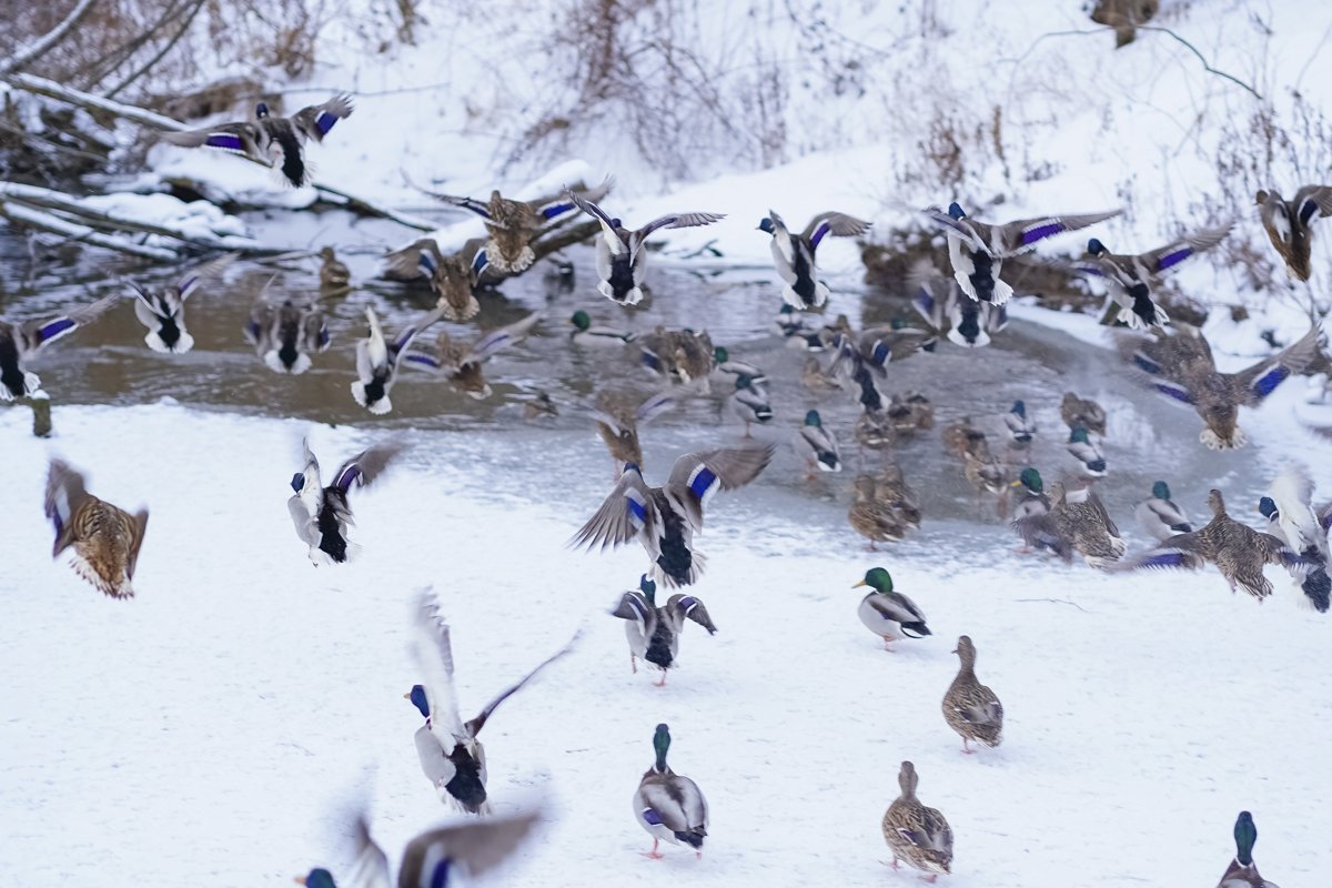 A flock of ducks are swimming in the water in winter example image 1