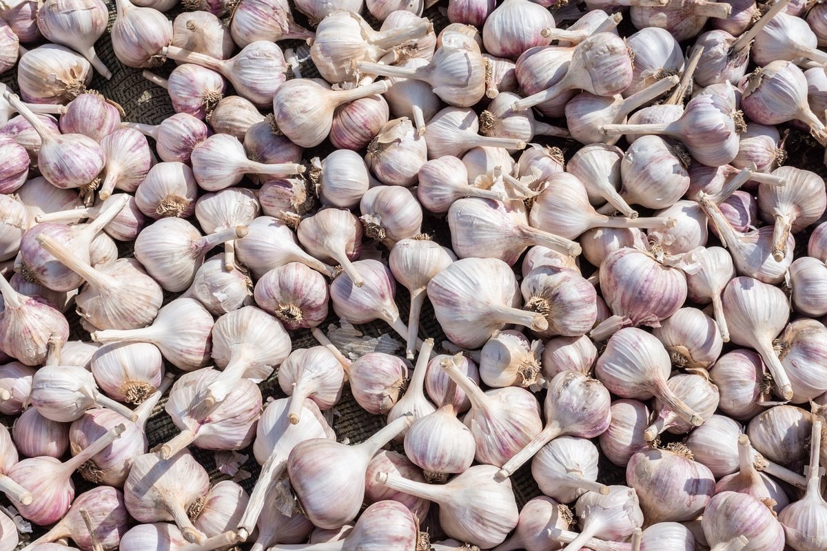 background of garlic example image 1