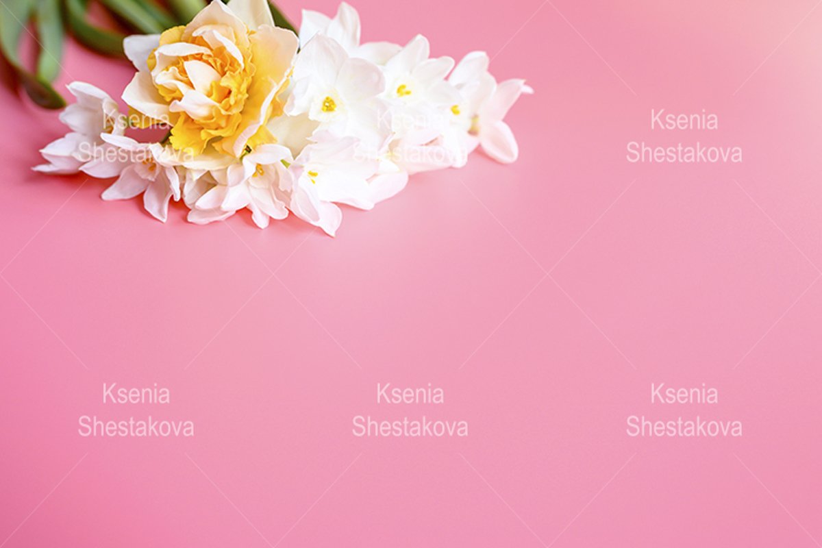 bouquet flowers narcisses in full bloom on a pink background example image 1