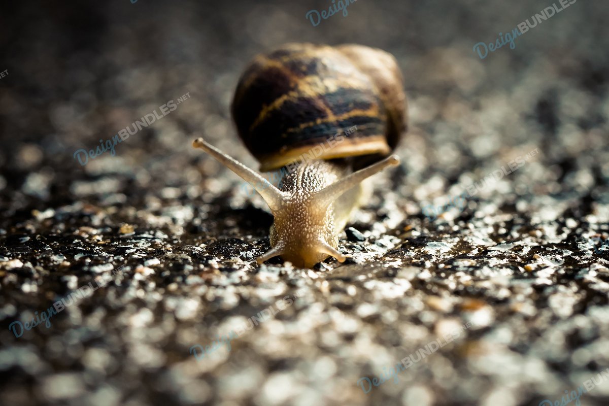 Stock Photo - Close-Up Of Snail example image 1