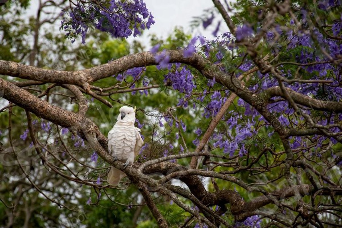 Cockatoo sitting on a jacaranda tree example image 1