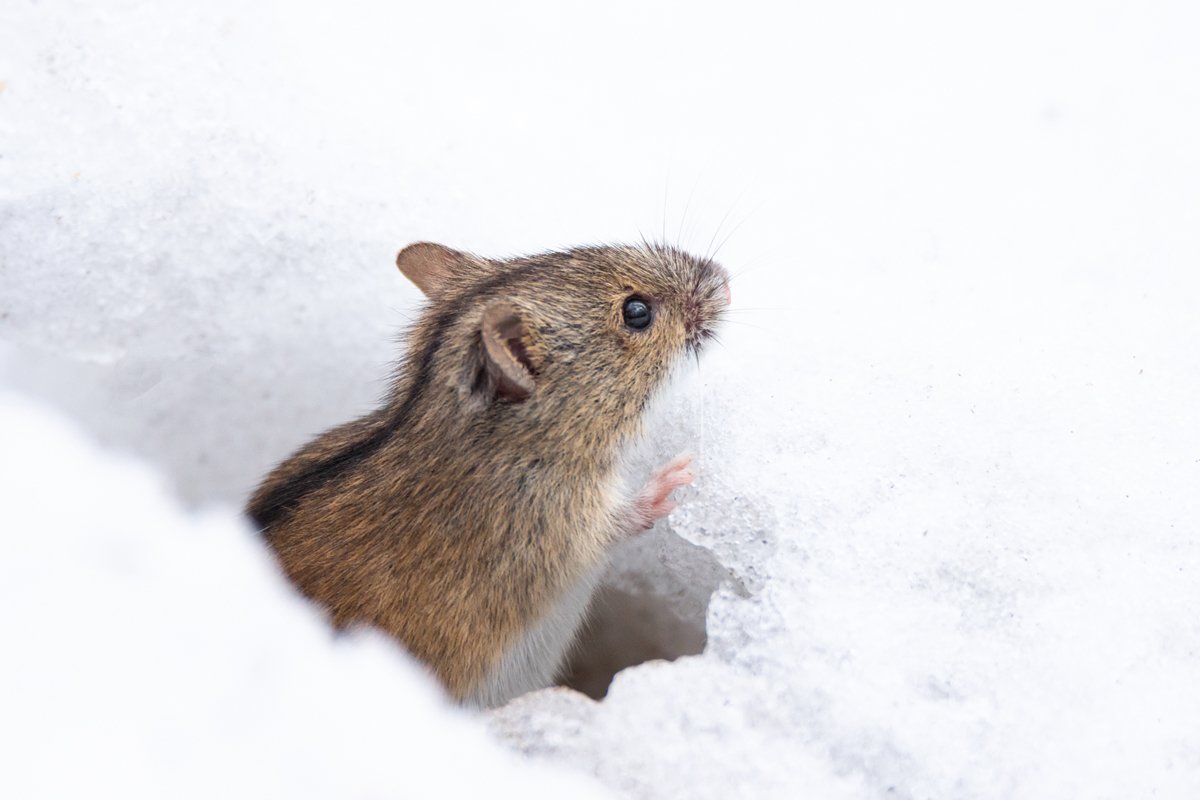 mouse snow winter example image 1
