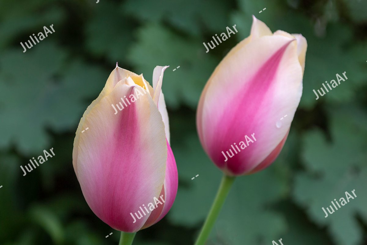 2 tulips, hybrid white and pink. Close up. example image 1