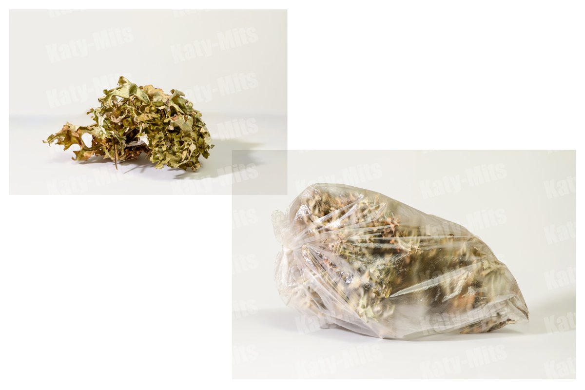 Set of Iceland moss. Cetraria islandica. example image 1